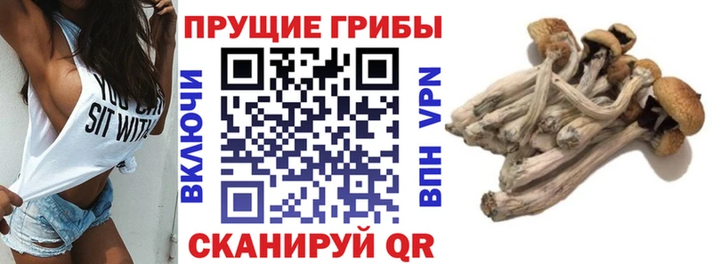 закладка  Сегежа  mega сайт  Псилоцибиновые грибы Psilocybe 